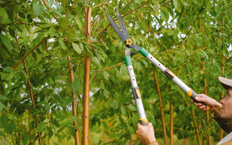 Tree trimming in Pocatello, ID